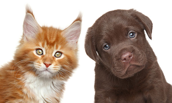 An orange cat and a brown puppy on a white background