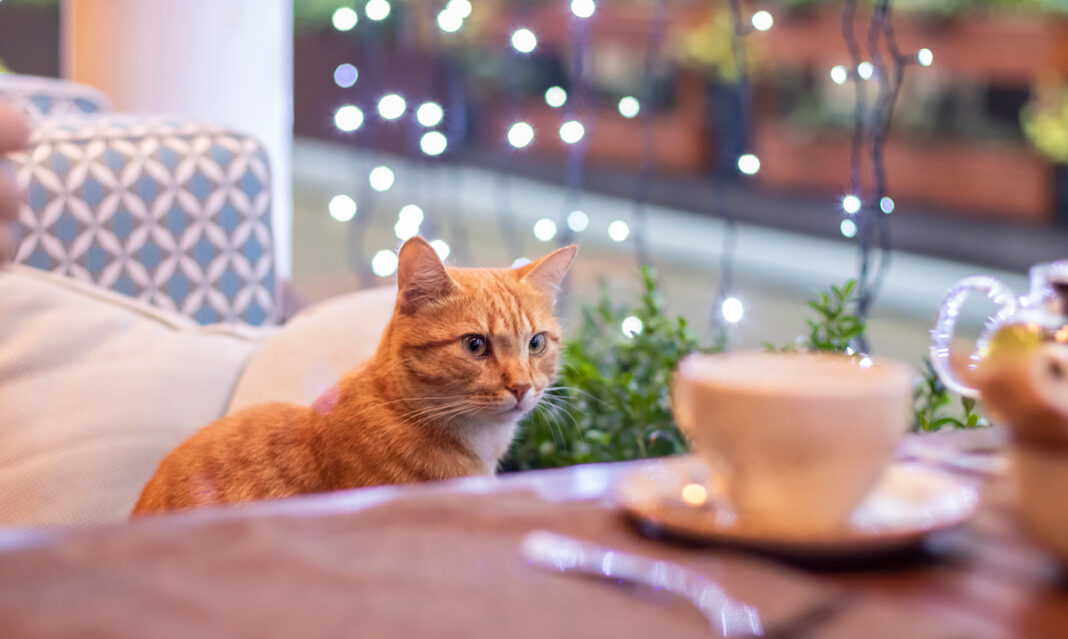 cat-cafes-in-metro-detroit-and-ann-arbor-istock-aleksandra-dymochkina