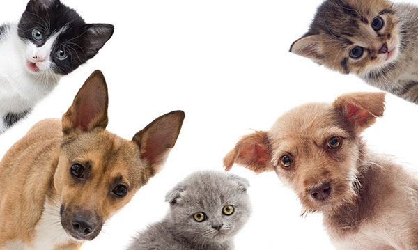 Pets on a white background