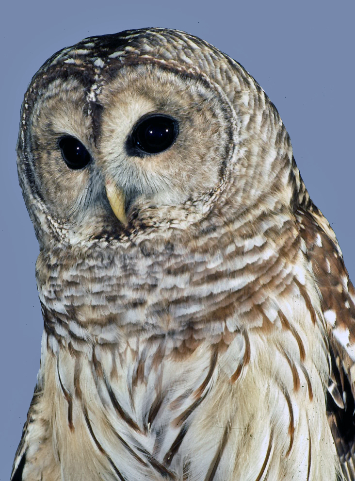 Michigan Birds of Prey at the Eddy Discovery Center in
