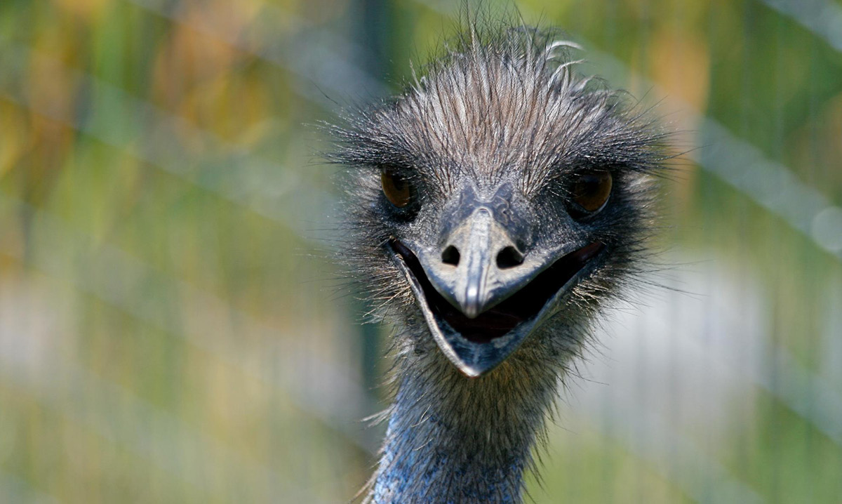 Close-up of an ostrich