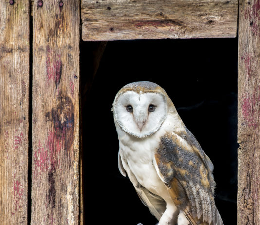 Cadette Scout Owl Nights at the Howell Nature Center