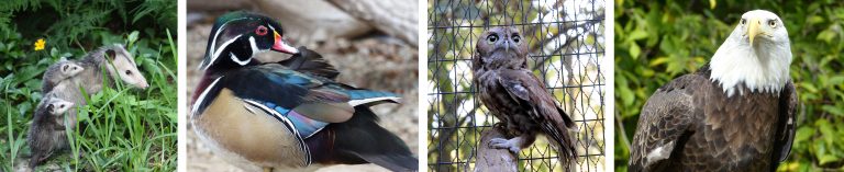 Little Critters Pre-school Program at the Howell Nature Center