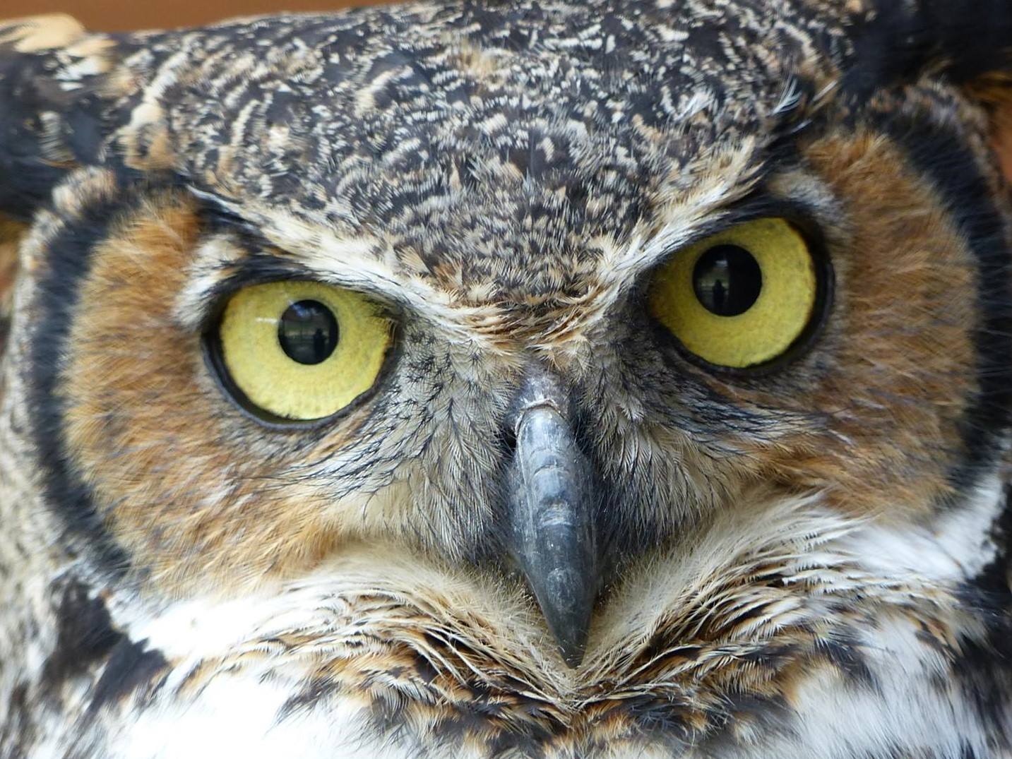 Owl Night at the Howell Nature Center