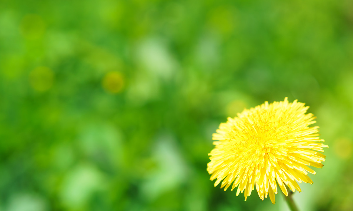 tulip-orchid-and-dandelion-theory-istock