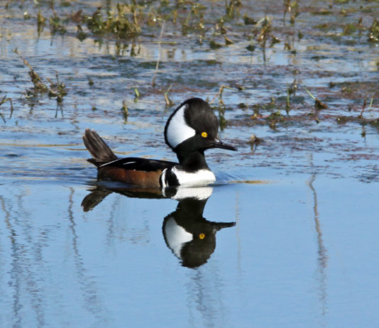 Spring Waterfowl Tour at the Eddy Discovery Center in Chelsea