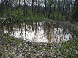 Strange Creatures of the Spring Pond at the Eddy Discovery Center in Chelsea
