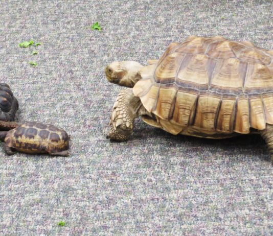 Life in a Shell at the Eddy Discovery Center in Chelsea