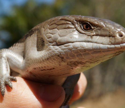 Michigan Reptile & Pet Expo at the Taylor Town Trade Center in Taylor