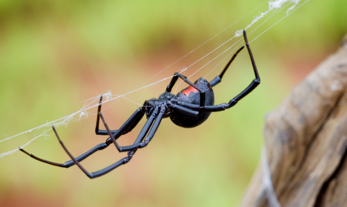 bug-bites-in-michigan-istock