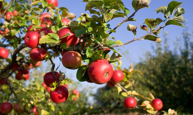 best-cider-mills-and-u-pick-orchards-in-southeast-michigan