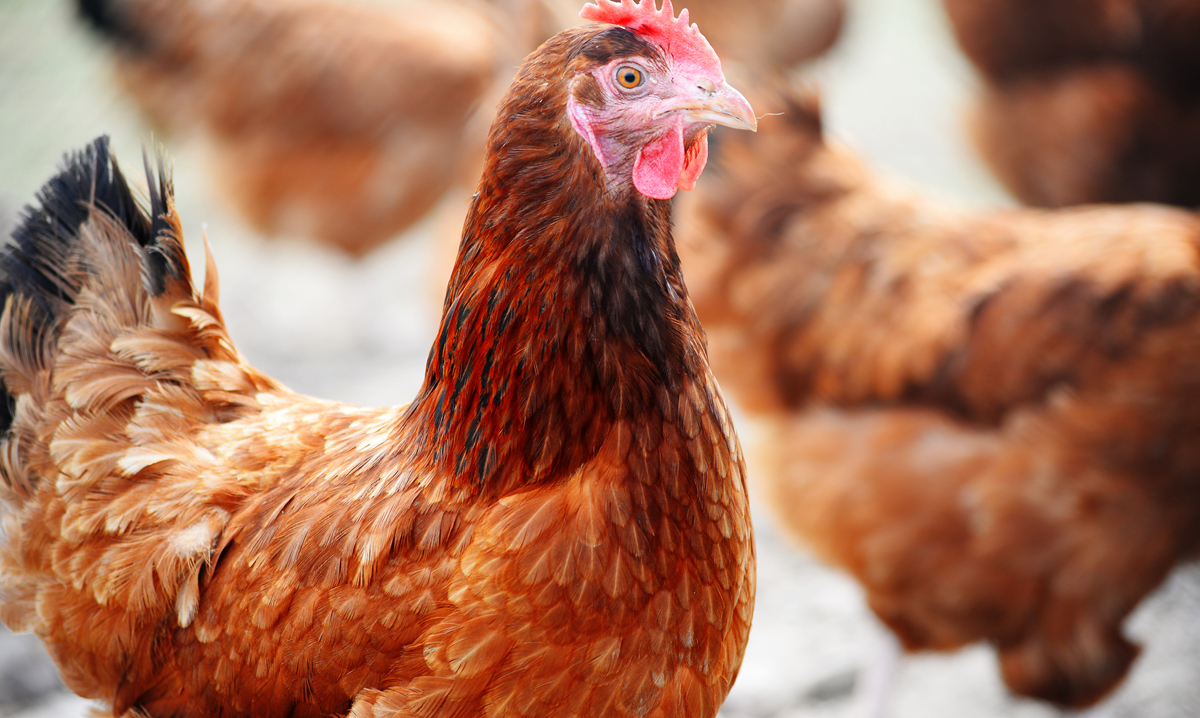 Chickens and backyard farm animals