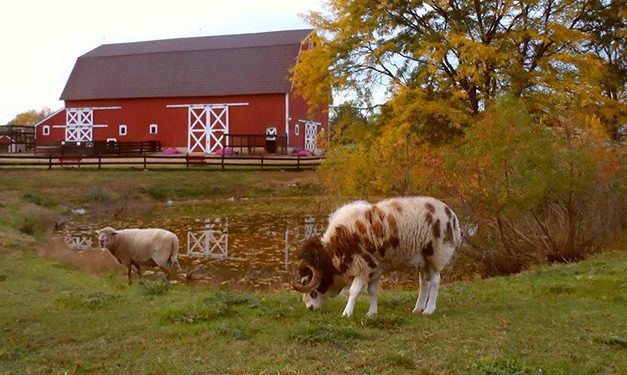 Maybury Farm in Northville