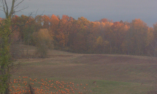 Harvest Festival at Upland Hills Farm