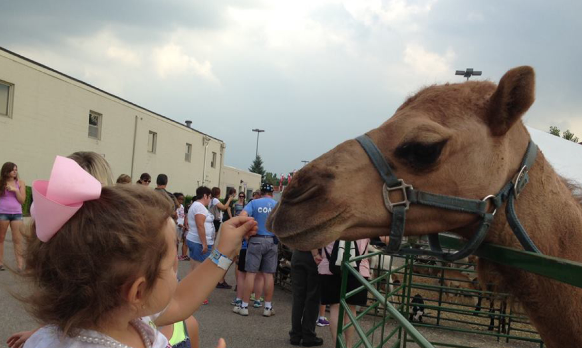Girl pets camel at the Michigan State Fair