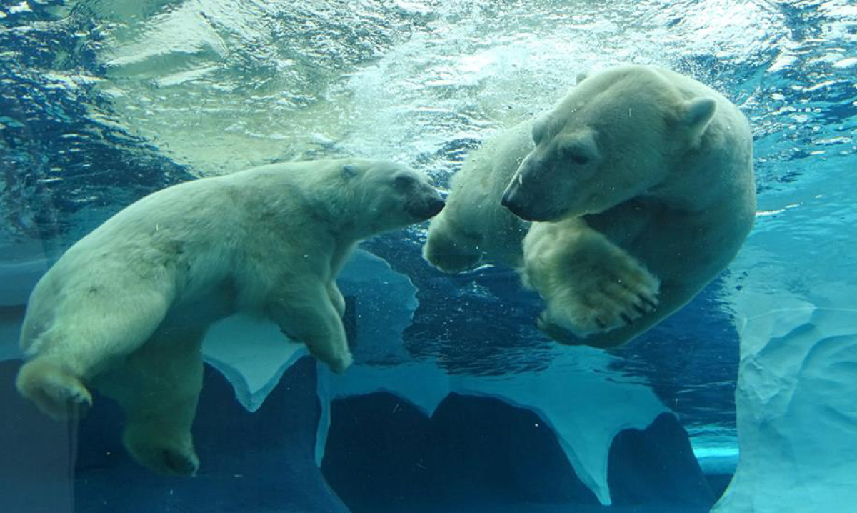 Two polar bears swimming underwater