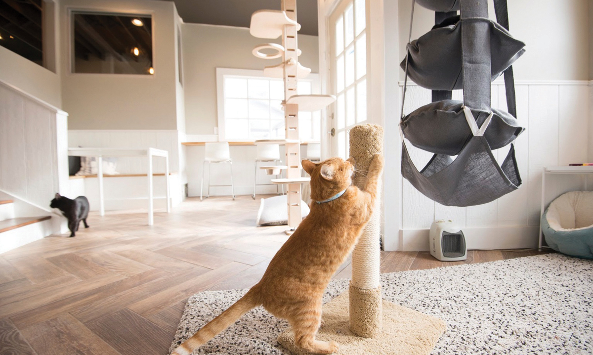 A Pair of Cat Cafes and Chance to See Zoo Tigers for Free in October