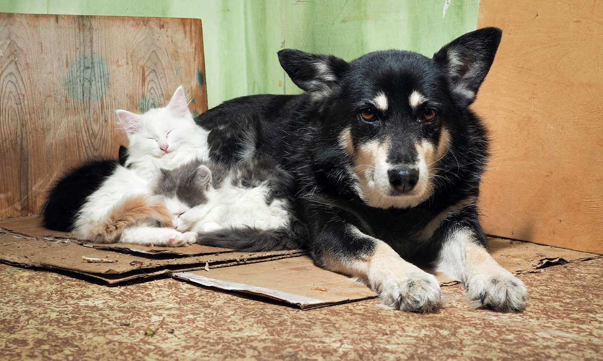 A dog and a cat laying together