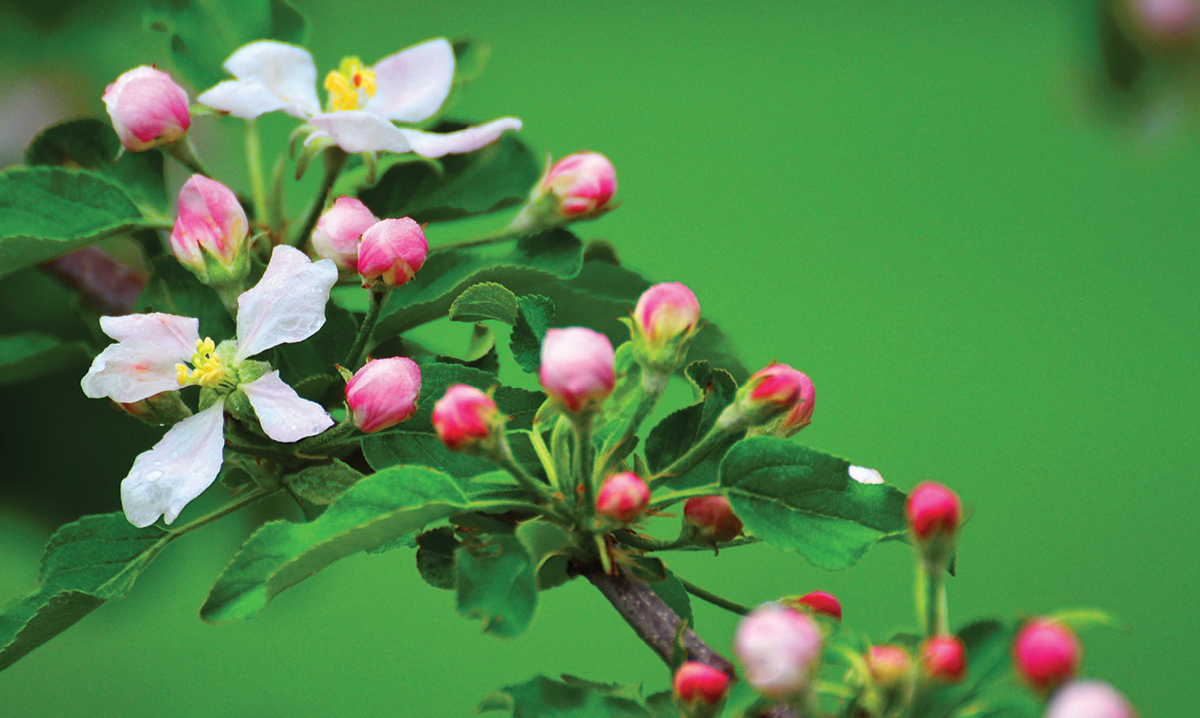 cherry-blossom-travel-destinations-MSU-tollgate