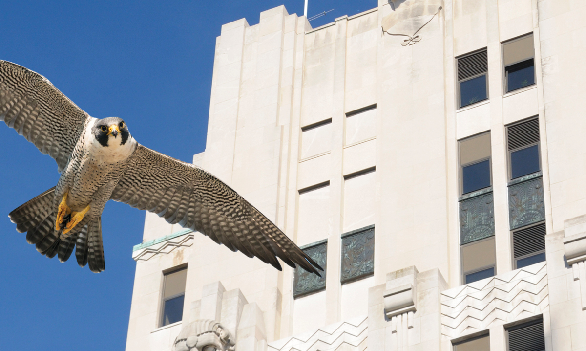 peregrine-falcons-nesting-in-mount-clemens