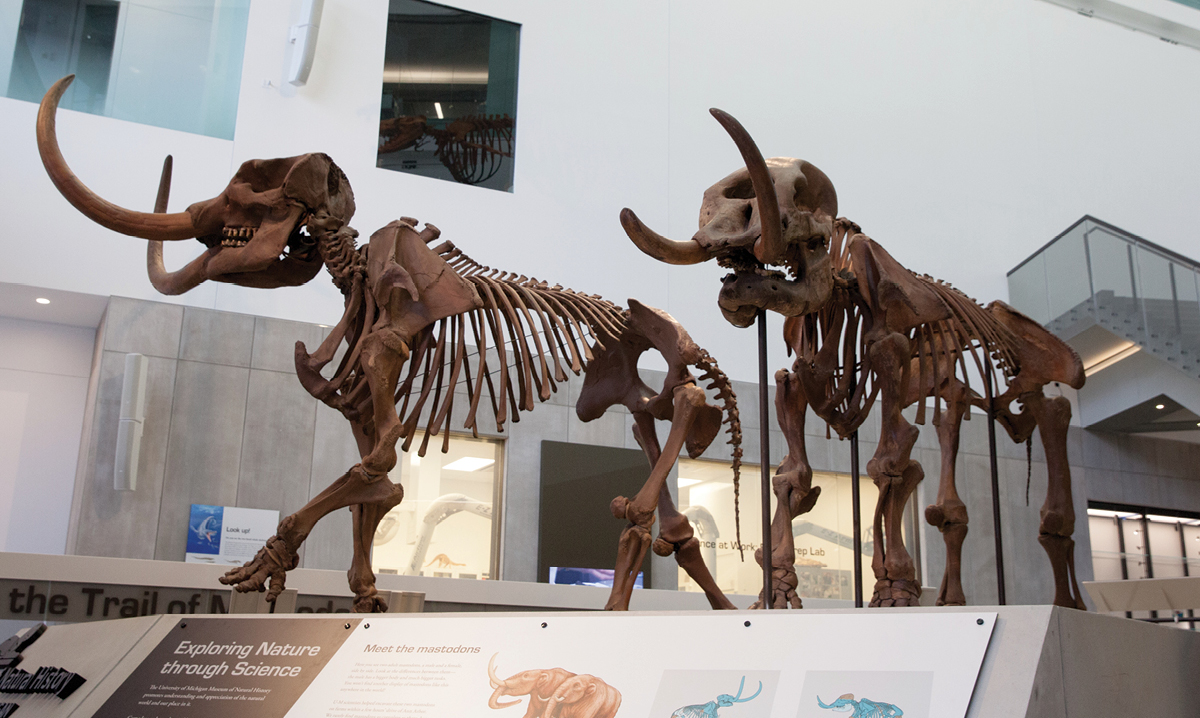 Two prehistoric animal skeletons on display at the university of Michigan museum of natural history