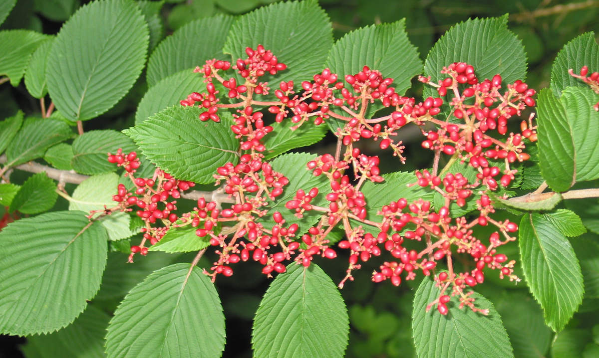 Wildflowers at the Loda Lake Wildflower Sanctuary