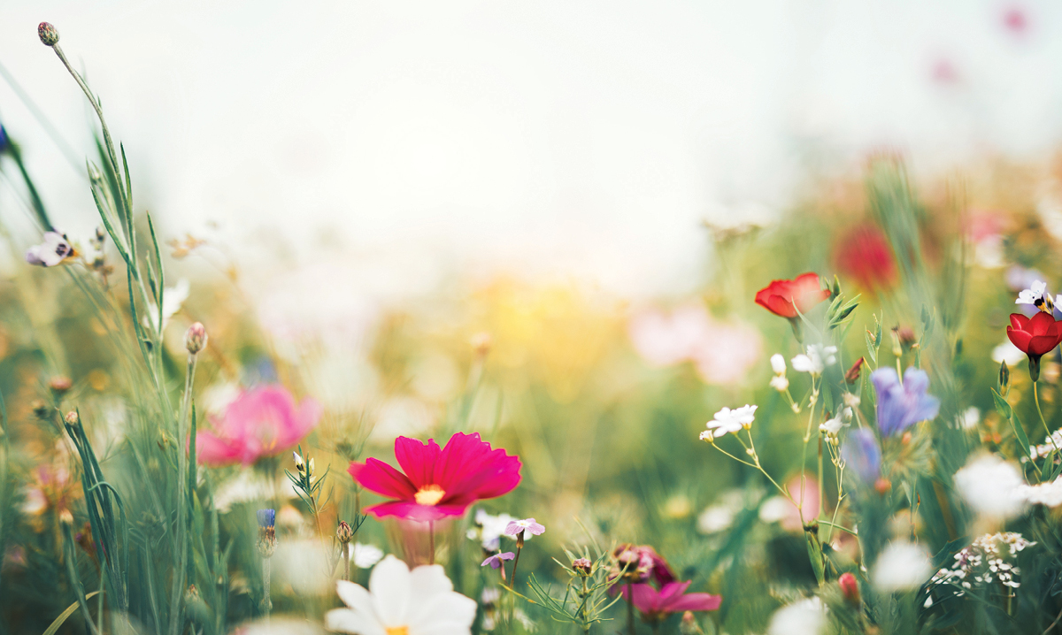 Bees pollinating flowers in a field