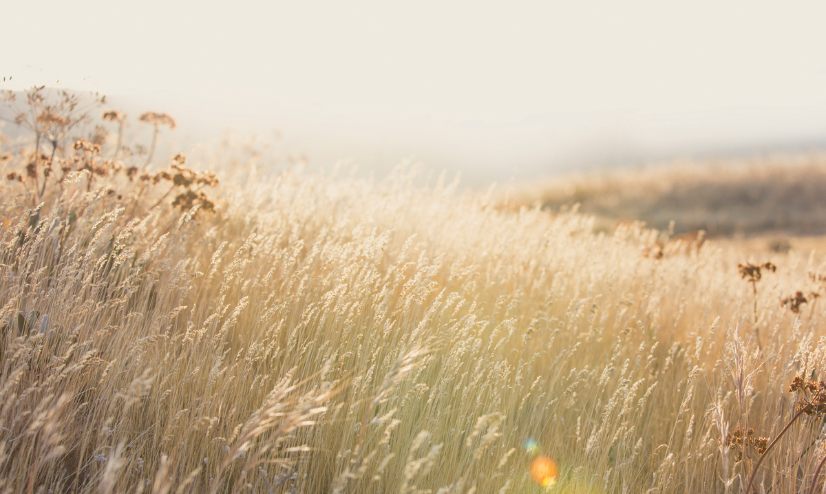 The sun shines on a prairie