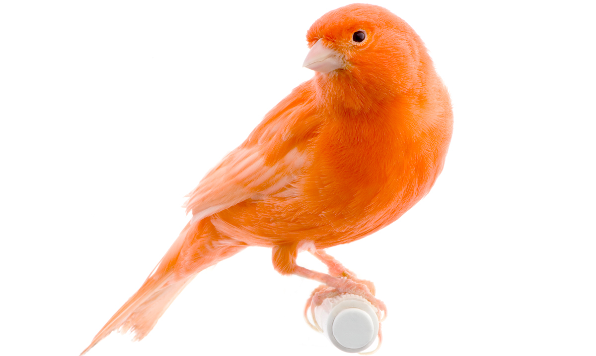 Orange bird on a white background