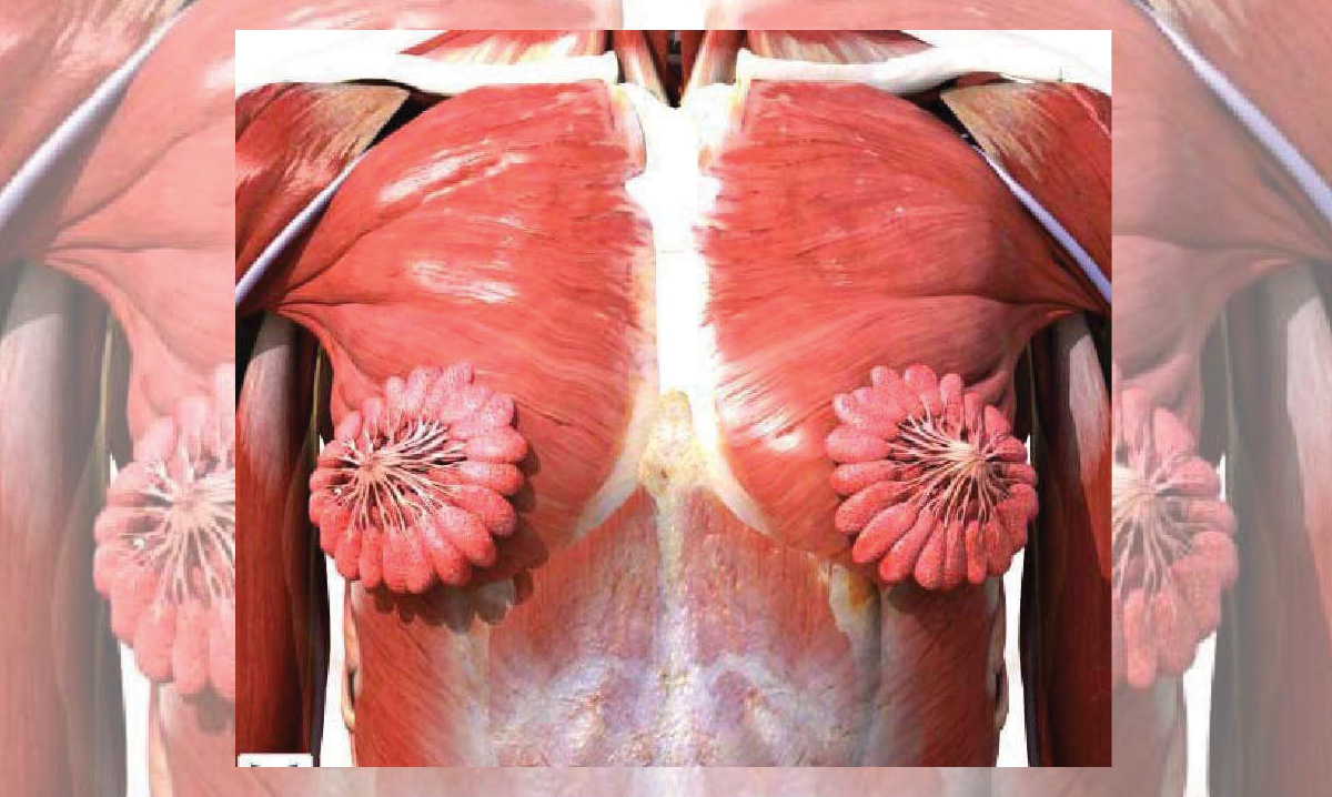 Image of a woman's muscular system