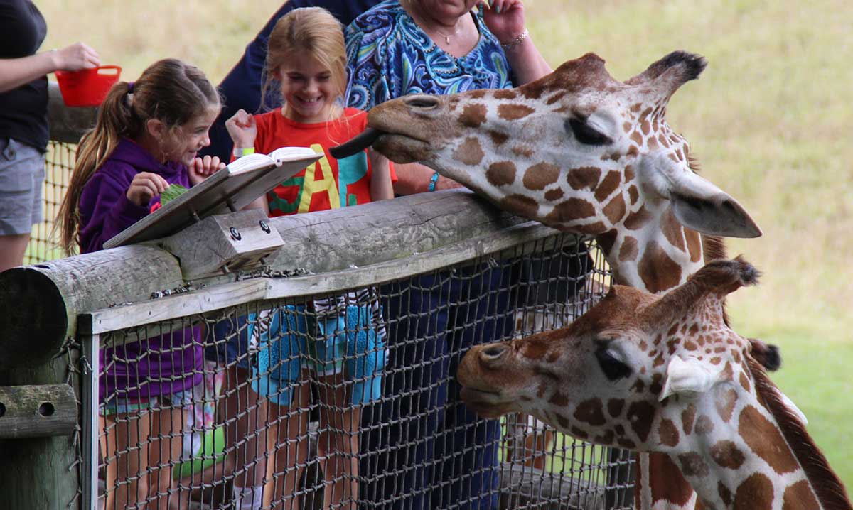 Kids feeding giraffes at the Binder Park Zoo
