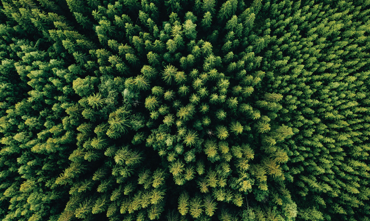 Aerial view of pine treetops