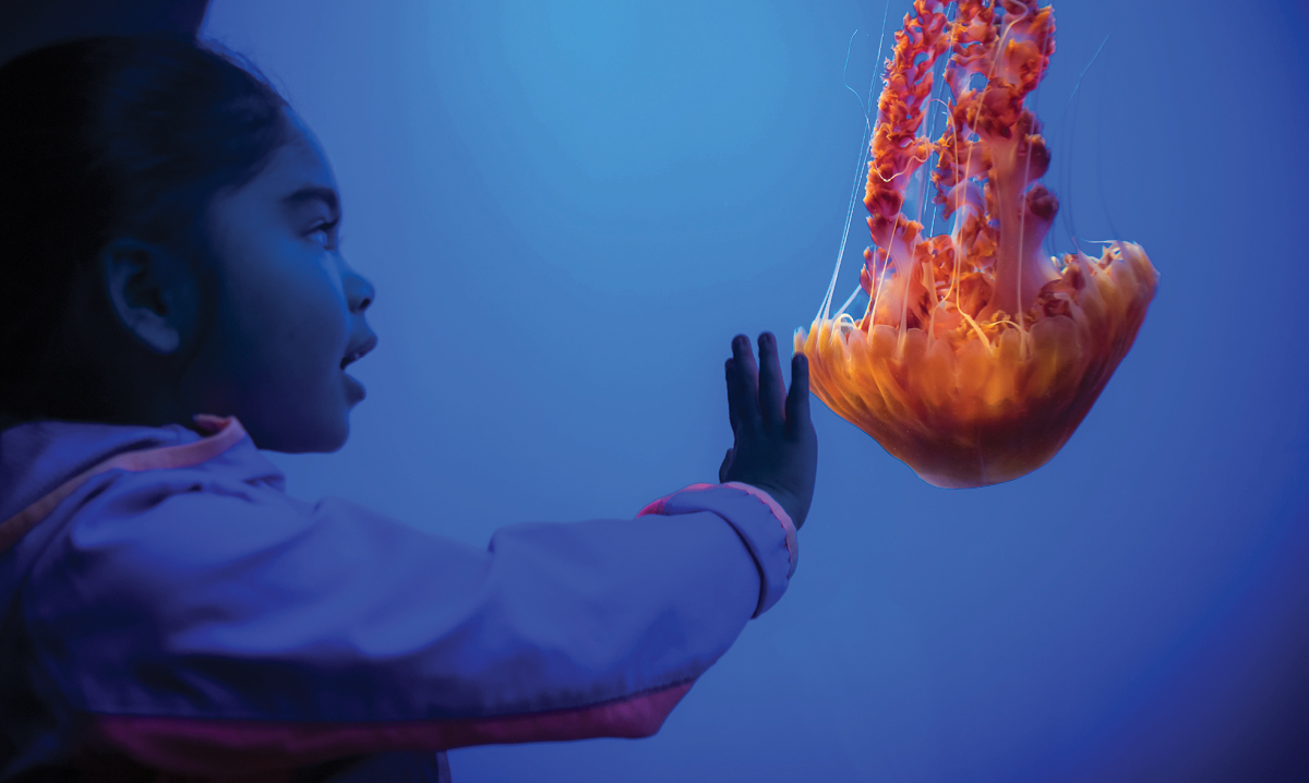 Child reaching out to red jellyfish