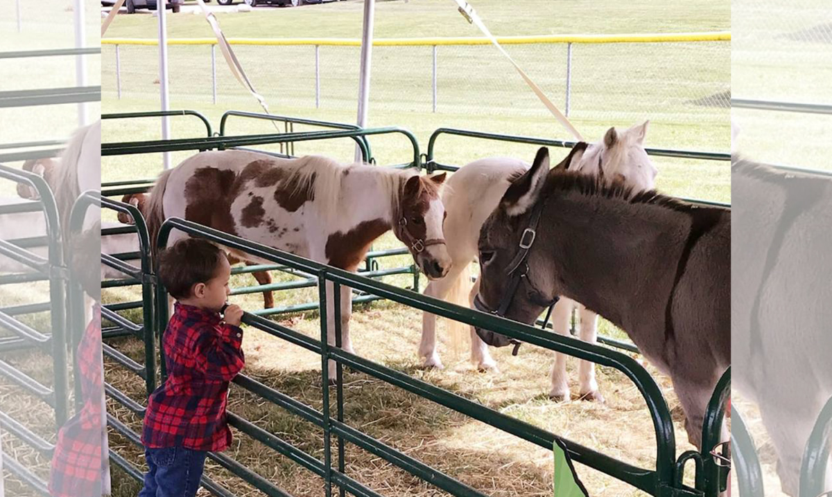 Little boy looks at ponies at the Davisburg Heritage Festival