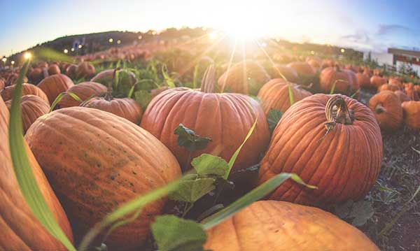 a pile of pumpkins in a patch