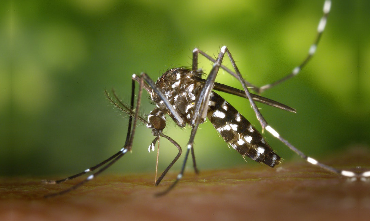 mosquito biting a person with a blurry green background