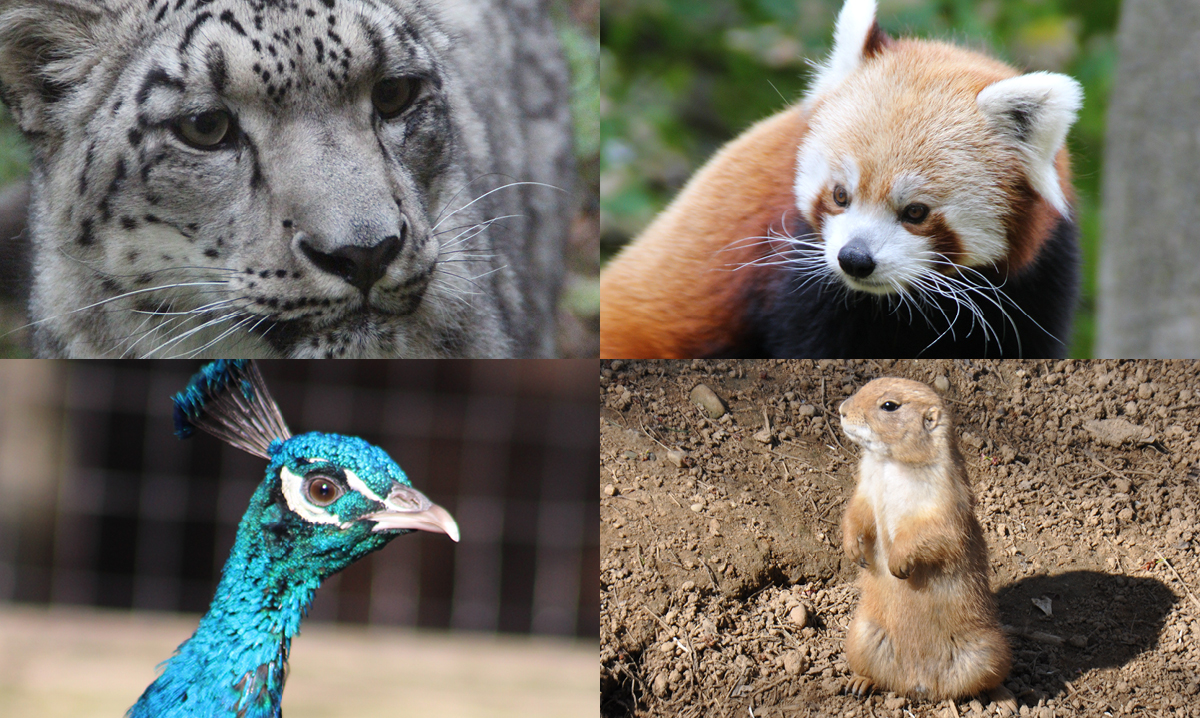 Four photos of animals at the binder park zoo in a grid