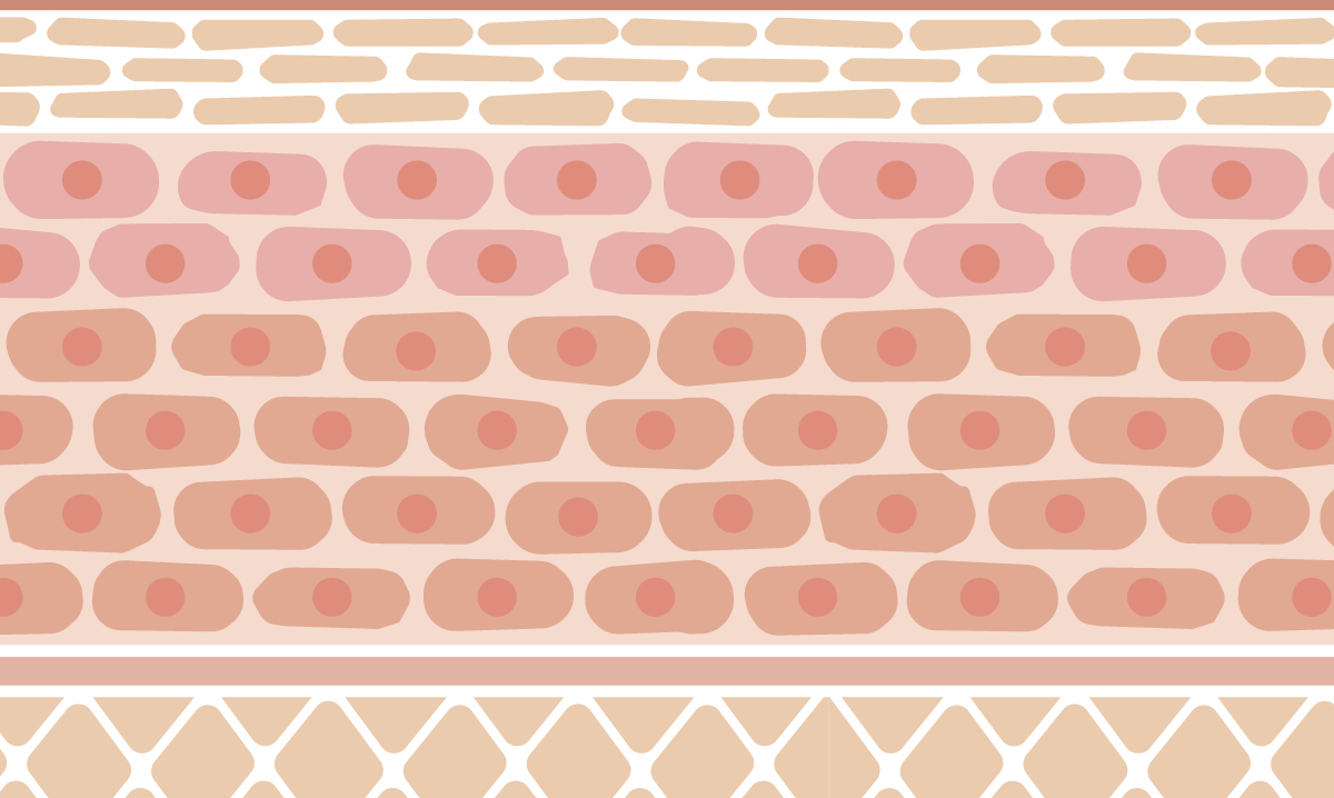 Illustration of pink skin cells