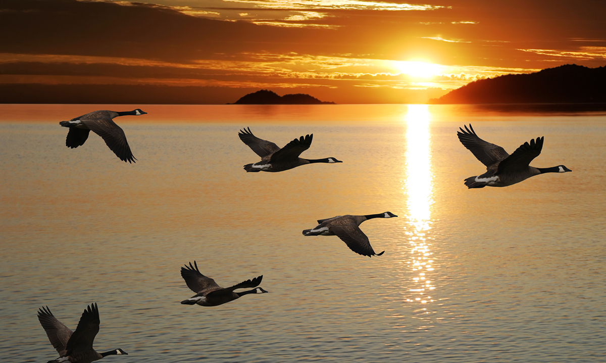 Geese flying in front of a sunset
