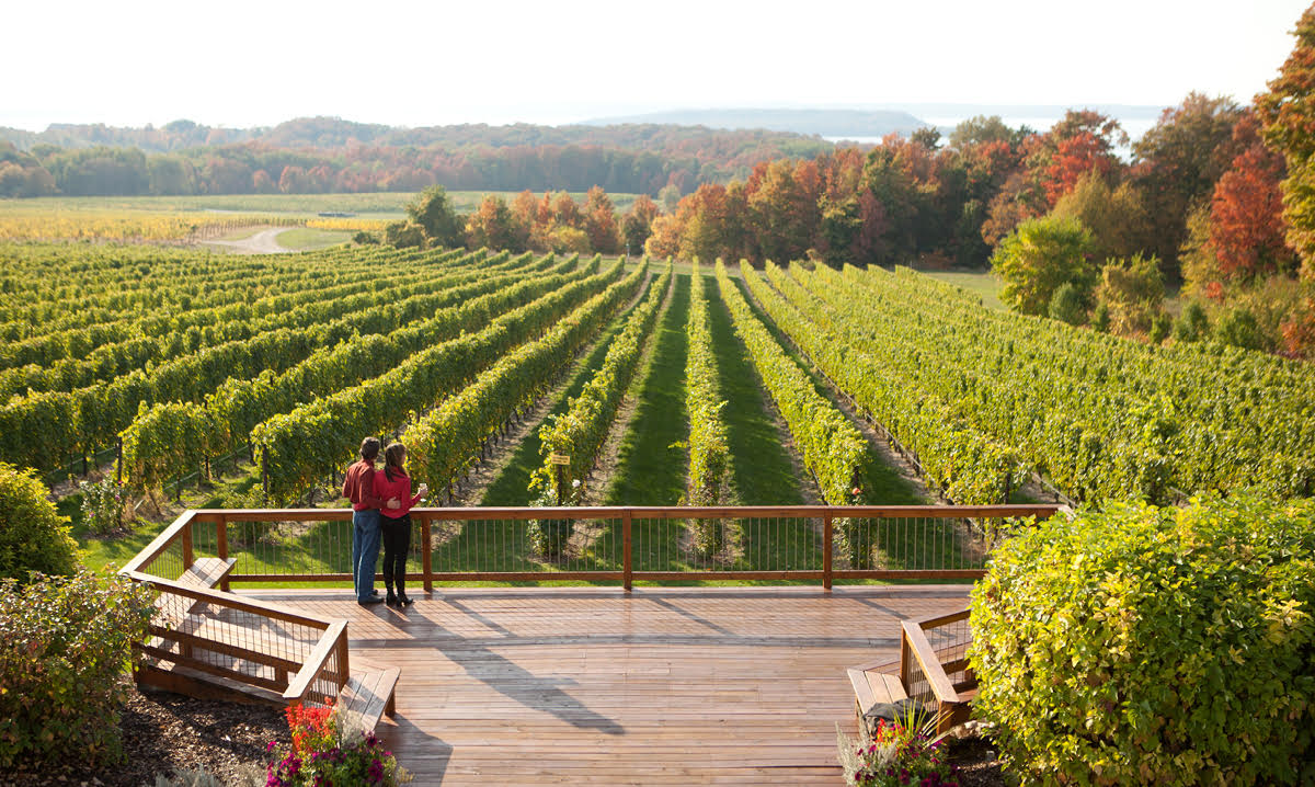 Two people standing at the edge of a vineyard
