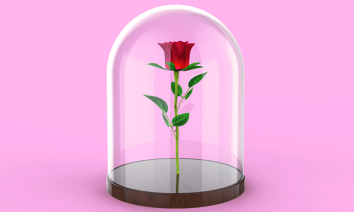 Rose under glass on a pink background