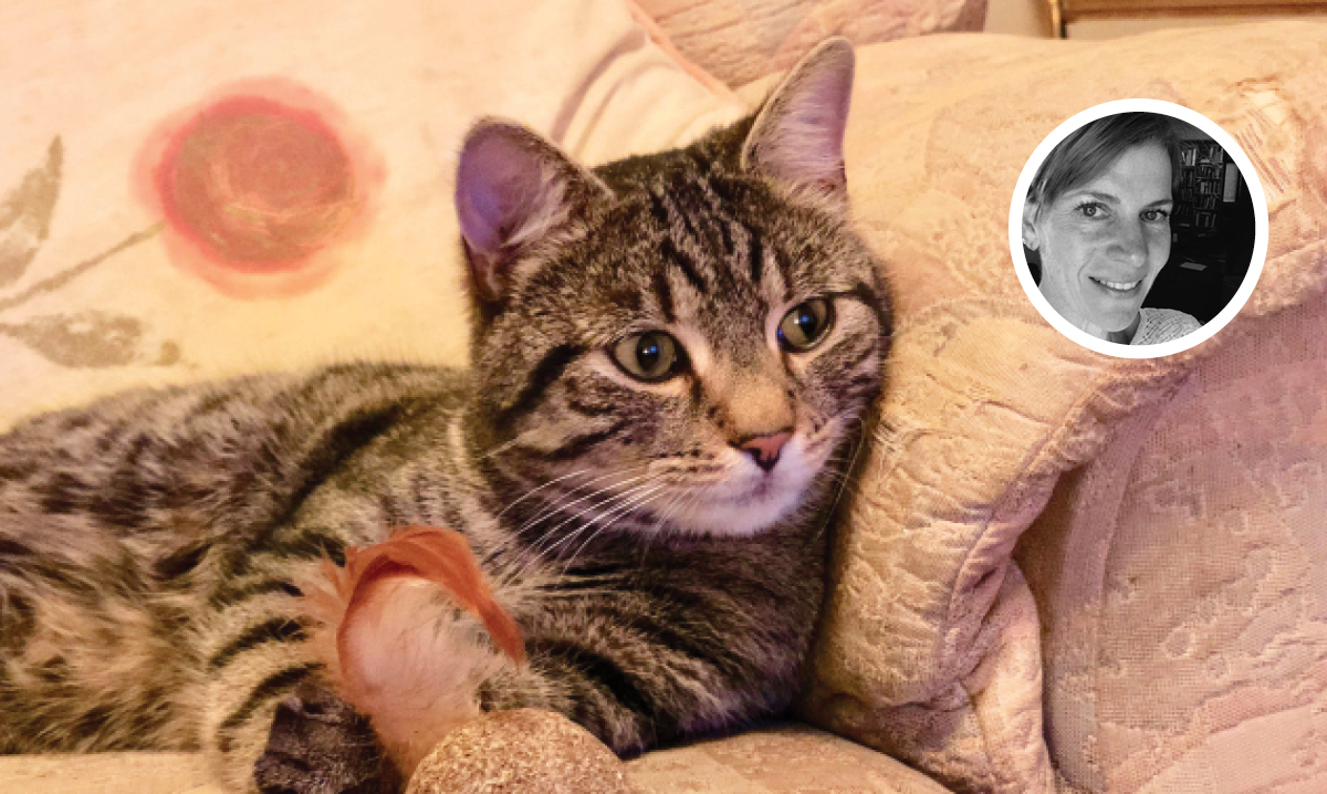 Max the cat laying on a couch