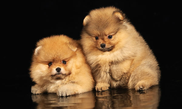 Two tan dogs on a black background