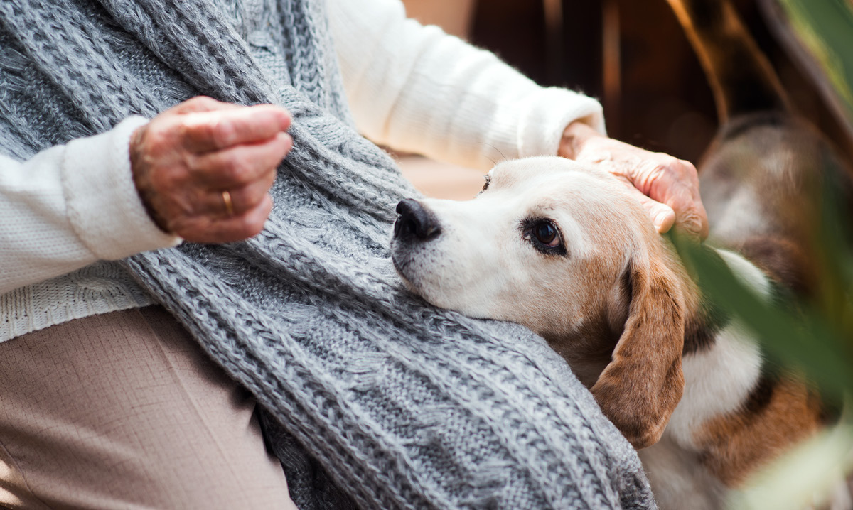 Dog resting its head on a senior's lap