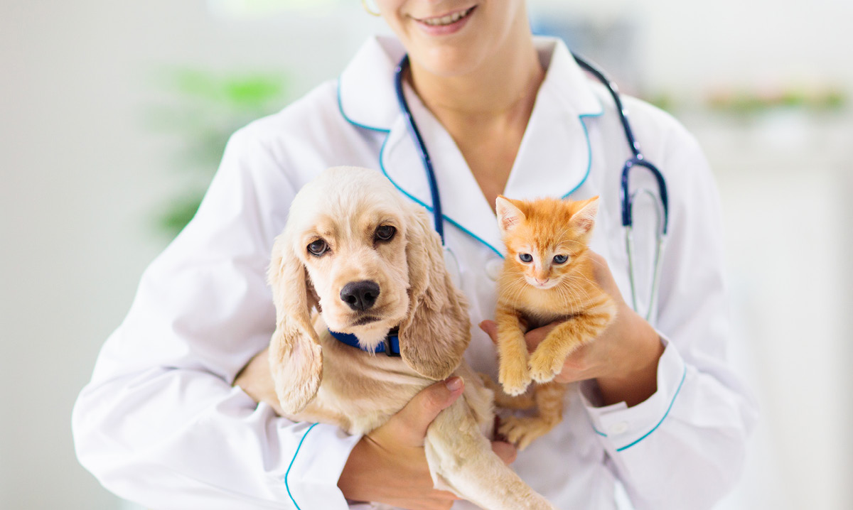 vet holding a dog and a cat
