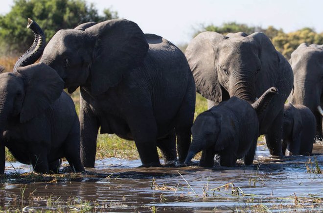 Elephants in water