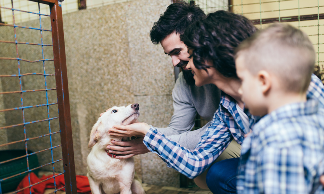 Family petting a dog at an animal shelter