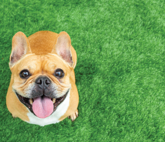 A dog sitting in the grass