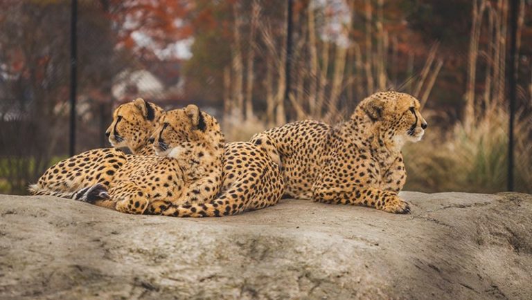 Win a Family Four-Pack of Tickets to the Toledo Zoo in Ohio