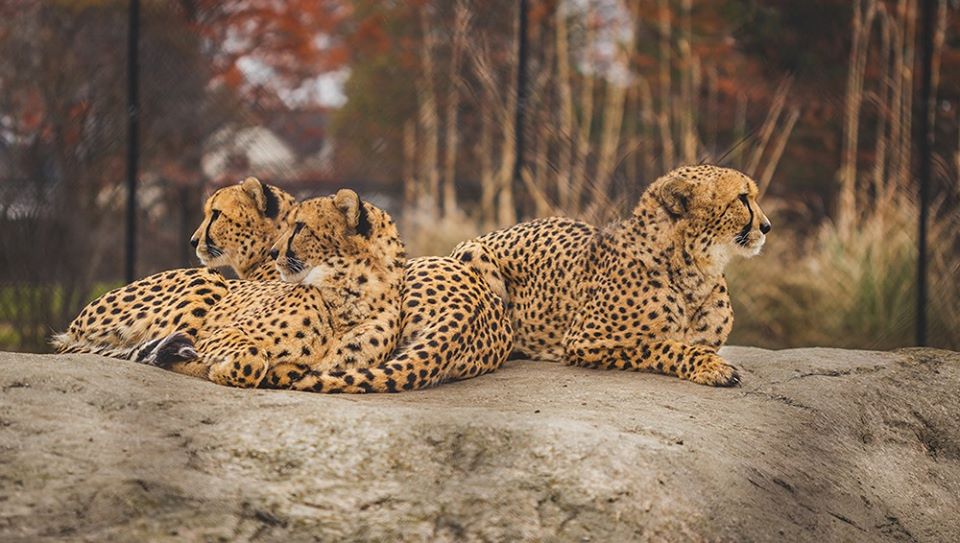 Three Cheetahs at the Toledo Zoo